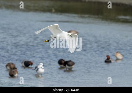 Un Egret Snowy, Egretta thula, che vola su anatre e gabbiani nella Laguna Madre a South Padre Island, Texas. Foto Stock