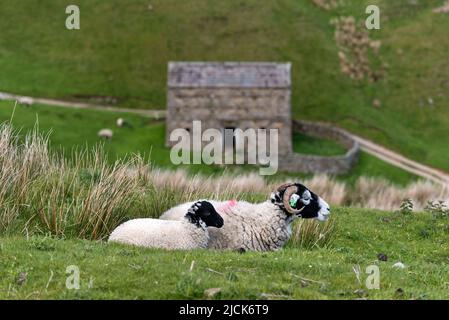 Una pecora di Swaledale e il suo agnello, West Stonesdale, vicino a Keld, Yorkshire Dales National Park, Regno Unito Foto Stock