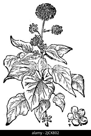 ivy, Hedera Helix, (Enciclopedia, 1900), Efeu, lierre Foto Stock