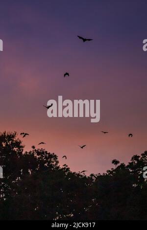 Volando Foxes / pipistrelli (Pteropus) volando sopra le cime dell'albero nel crepuscolo, Yungaburra, Queensland, Australia. Foto Stock