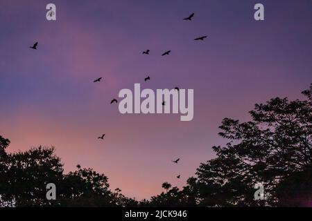 Volando Foxes / pipistrelli (Pteropus) volando sopra le cime dell'albero nel crepuscolo, Yungaburra, Queensland, Australia. Foto Stock