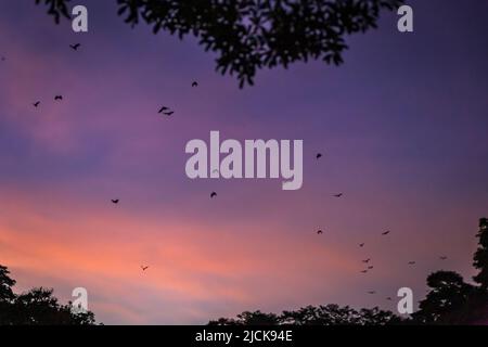 Volando Foxes / pipistrelli (Pteropus) volando sopra le cime dell'albero nel crepuscolo, Yungaburra, Queensland, Australia. Foto Stock
