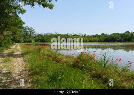 Strada di campagna lungo un risaie nei pressi di Galliate, provincia di Novara, Piemonte, Italia in primavera Foto Stock