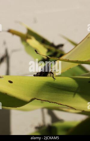 Enormi locuste nere divorano una lussureggiante pianta verde nel giardino tropicale e il sole luminoso. Foto Stock