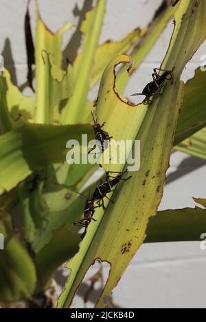 Enormi locuste nere divorano una lussureggiante pianta verde nel giardino tropicale e il sole luminoso. Foto Stock