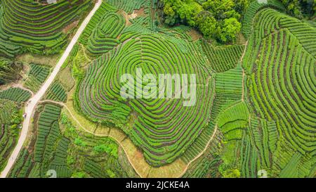 Foto aeree di verdi terrazze impronte digitali Foto Stock