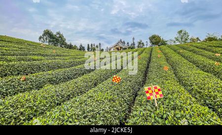 Toro correre ping diecimila mu di giro del giardino del tè Foto Stock