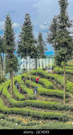 Toro correre ping diecimila mu di giro del giardino del tè Foto Stock