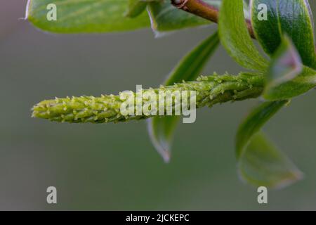 Fiore femminile di Salix alba Foto Stock
