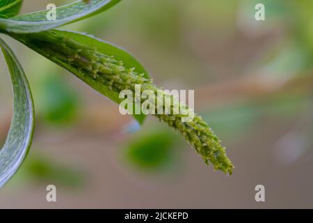 Fiore femminile di Salix alba Foto Stock