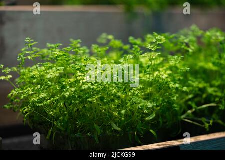 Primo piano di germogli freschi di piselli Foto Stock