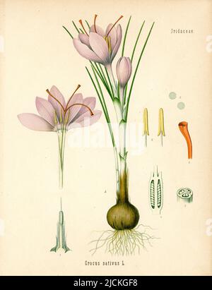 Zafferano Crocus sativus, (, ), Safran Foto Stock