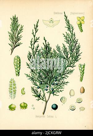 Savin Juniper Juniperus sabina, (, ), Sadebaum Foto Stock