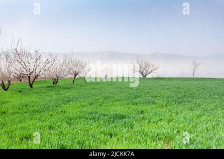 XI'an albicocca fiore valle di grano Foto Stock