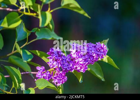 Fiori di lilla sui rami della pianta. Sfondo verde scuro e fiore viola Foto Stock