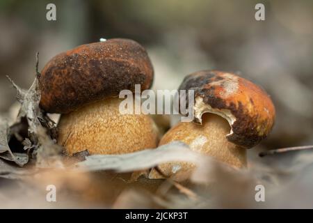 Bel penny Bun, cep (Boletus edulis) fungo sulla foresta Foto Stock