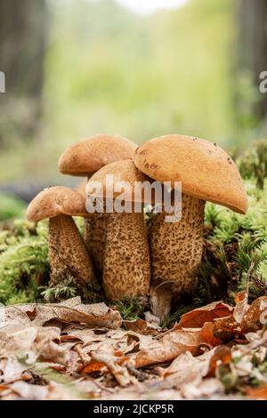 Funghi porcini (Leccinum scabrum) nella foresta di querce d'autunno Foto Stock