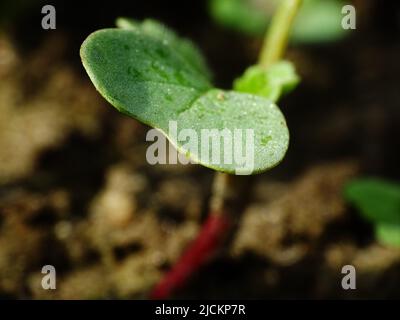 super macro di una piantina di un ravanello rosso (Raphanus sativus var. Sativus) nel terreno all'aperto dell'orto, con colori verde, rosso e marrone Foto Stock