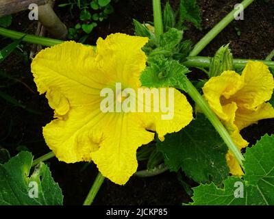 Primo piano di una pianta di zucchine (Cucurbita pepo) nell'orto con fiori gialli, con colori giallo, verde e marrone Foto Stock