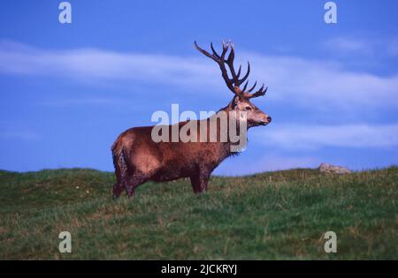 Un capriolo rosso fangoso nelle Highlands scozzesi, Regno Unito. Foto Stock
