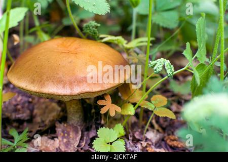 Primo piano di un fungo di olio Suillus luteus sta crescendo su uno sfondo di erba verde. Funghi commestibili maturi con un tappo marrone nella foresta. Foto Stock