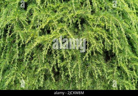 Sfondo verde di albero di pino per il design di Natale. Foto Stock