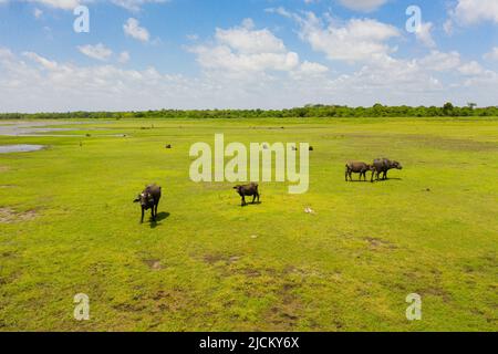 Bufali selvatici nel parco nazionale dello Sri Lanka nel loro habitat naturale. Foto Stock