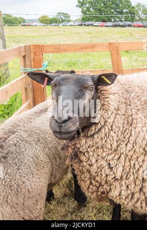 Pecore in mostra presso l'Open Farm Domenica 10th Giugno 2022 al Cappleside Farm, Rathmell, Yorkshire che mostra l'agricoltura britannica. Foto Stock