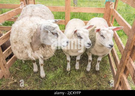 Pecore in mostra presso l'Open Farm Domenica 10th Giugno 2022 al Cappleside Farm, Rathmell, Yorkshire che mostra l'agricoltura britannica. Foto Stock