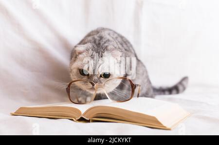 Gatto curioso giocare con gli occhiali che giacciono su libro aperto Foto Stock