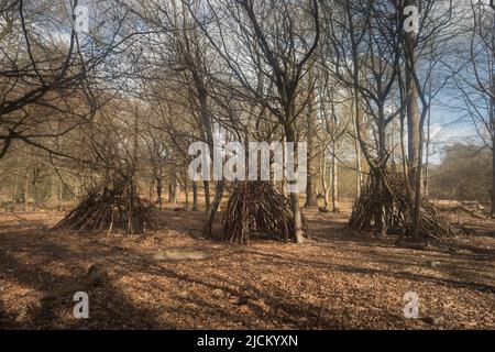 Abitazioni segrete ramoscono le case esposte in inverno come i loro contorni possono essere visti come le foglie sono tutte andate Foto Stock