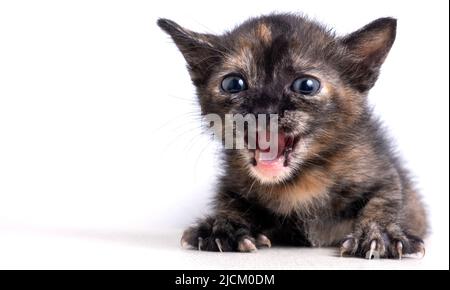 piccolo gattino si pone e apre la sua bocca. Foto di alta qualità Foto Stock