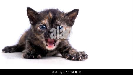 piccolo gattino si pone e apre la sua bocca. Foto di alta qualità Foto Stock