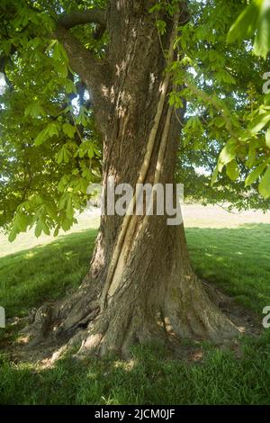 Un fulmine temuto colpì l'albero di castagno del cavallo mostrando un percorso di superficie esploso In danni alla corteccia sul tronco di esculo hippocastanum Foto Stock