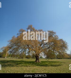 Platanus orientalis, londinese albero aereo con prominenti teste di fiore rosse femminili pochi fiori gialli meno showy maschio crescita lenta senza protezione dal vento Foto Stock