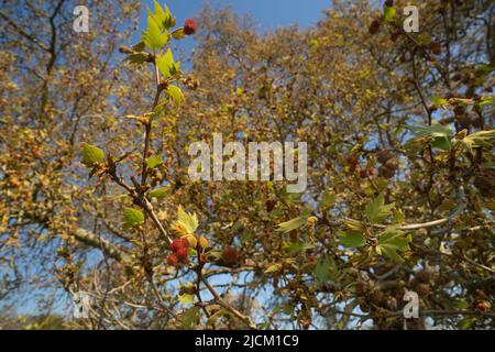 Platanus orientalis, londinese albero aereo con prominenti teste di fiore rosse femminili pochi fiori gialli meno showy maschio crescita lenta senza protezione dal vento Foto Stock