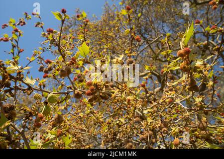 Platanus orientalis, londinese albero aereo con prominenti teste di fiore rosse femminili pochi fiori gialli meno showy maschio crescita lenta senza protezione dal vento Foto Stock