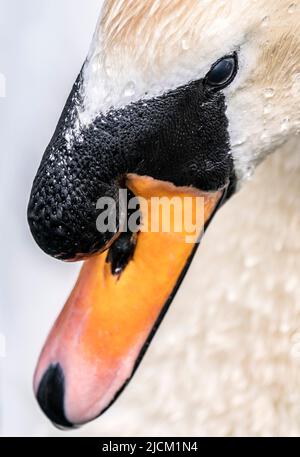 Un cigno nuota su un affluente al fiume Aire a West Haddlesey, North Yorkshire. Data foto: Martedì 14 giugno 2022. Foto Stock