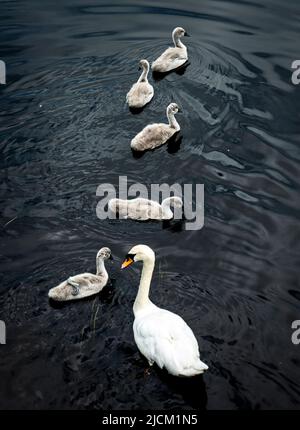 Un cigno e cinque cigneti nuotano su un affluente al fiume Aire a West Haddlesey, nello Yorkshire settentrionale. Data foto: Martedì 14 giugno 2022. Foto Stock