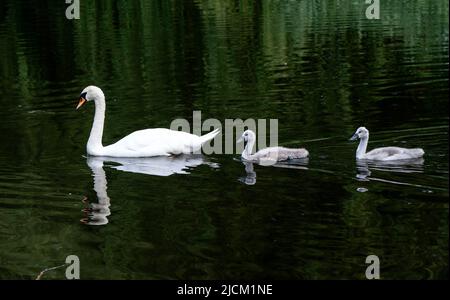 Un cigno e due cigneti nuotano su un affluente al fiume Aire a West Haddlesey, nello Yorkshire settentrionale. Data foto: Martedì 14 giugno 2022. Foto Stock