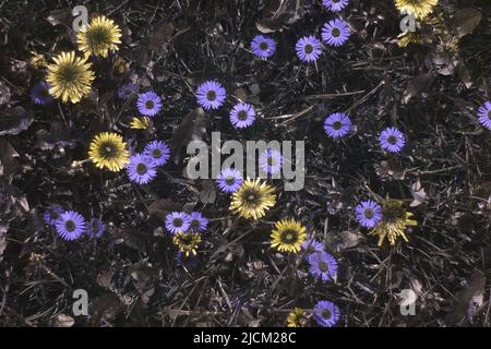 Confronto di possibile visione di insetti di api in parti diverse spettro visibile e delineando 365nm firme UV daisies Bellis perennis & dandelions Foto Stock