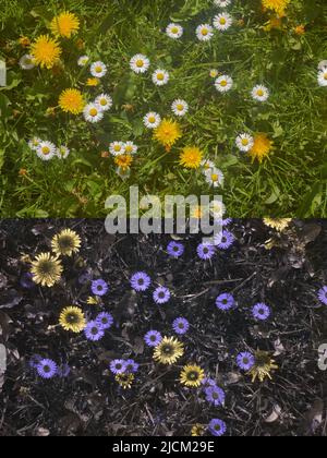Confronto di possibile visione di insetti di api in parti diverse spettro visibile e delineando 365nm firme UV daisies Bellis perennis & dandelions Foto Stock
