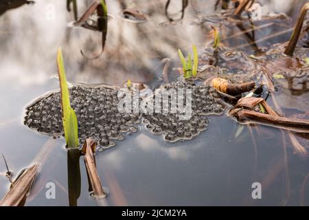 Piccolo embrione tadpole nero circondato da gelatina che compongono 1000s uova singole deposte dalla rana comune Rana temporaria tra Iris pseudacorus bandiera gialla Foto Stock