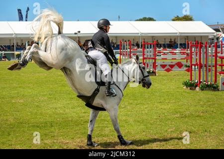 Wadebridge, Cornovaglia, Inghilterra. Sabato 11th Giugno 2022. Dopo un'assenza di due anni a causa di Covid, l'ultimo giorno del Royal Cornwall Show ha disegnato grande c Foto Stock