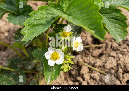 Fiori di fragola bianca con foglie verdi Foto Stock