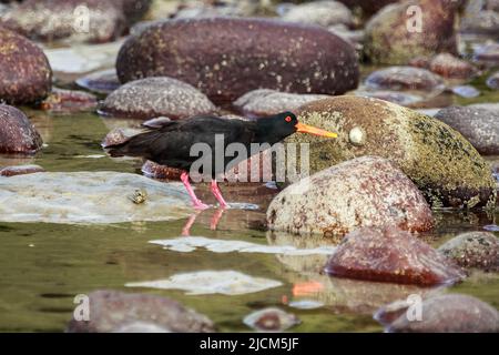 Un'ostercatcher variabile, un uccello corto trovato in Nuova Zelanda, picking una limpetta fuori una roccia Foto Stock