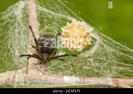 Black Widow Spider - Latrodectus mactans Foto Stock