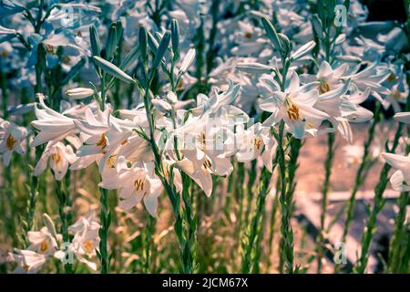 fiori bianchi con steli lunghi in braccio . Estate in giardino Foto Stock