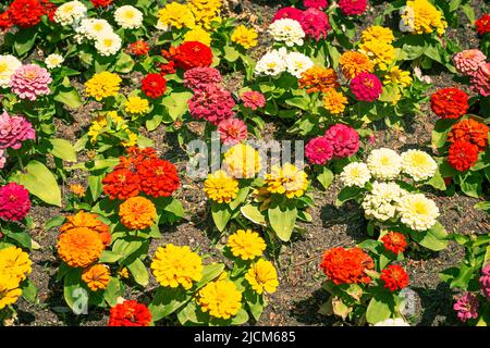 vista dall'alto di fiori multicolore in un giardino Foto Stock