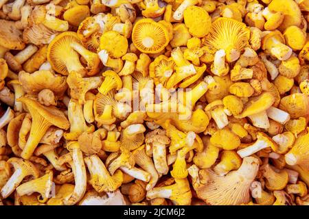 Funghi di chanterelle. Appena raccolto e ordinato. Non lavato. Molto. Sfondo Foto Stock